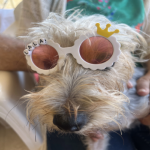 Paws & Shine™ Pet Sunglasses
