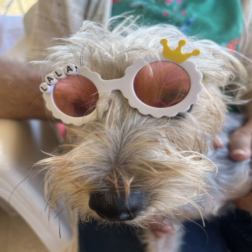 Paws & Shine™ Pet Sunglasses